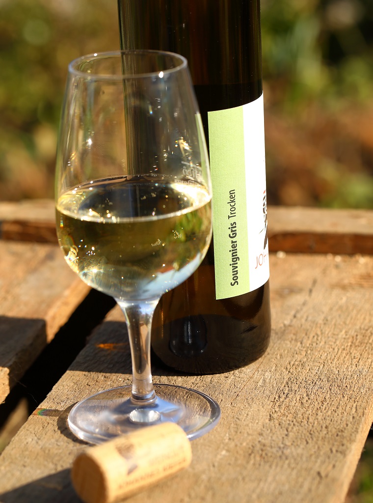 Souvignier-Gris-trocken-kowein Souvignier Gris 2020 trocken Ökowein Weißwein